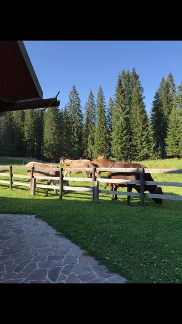Cosy Chalet On Pokljuka - Brunarica Tinkara Згорнье-Горье Экстерьер фото